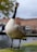 A large goose stands near a body of water, with its beak open and droplets visible near its head. The feathers are predominantly white and brown, with a striking black neck and head, accented by a white patch. In the background, water and a blurred urban structure are visible, partially obscured by tree foliage.