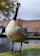 A large goose stands near a body of water, with its beak open and droplets visible near its head. The feathers are predominantly white and brown, with a striking black neck and head, accented by a white patch. In the background, water and a blurred urban structure are visible, partially obscured by tree foliage.