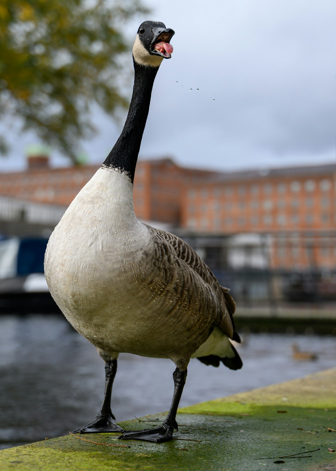 a duck standing on a ledge next to a body of water