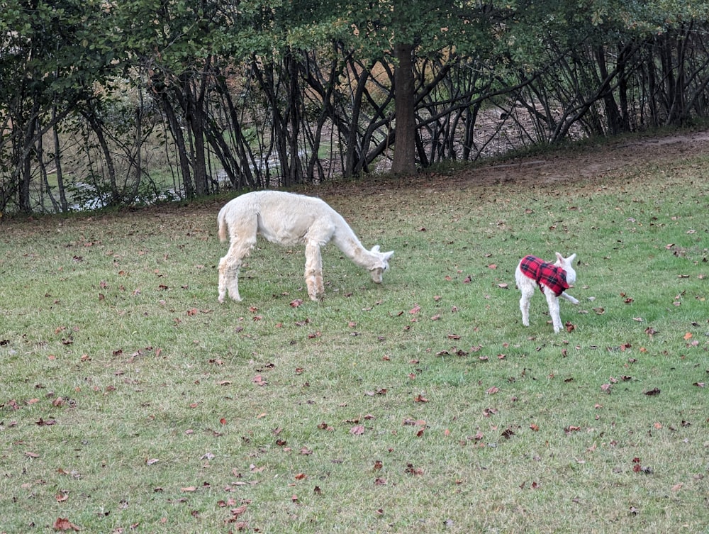 a dog and a llama in a grassy field
