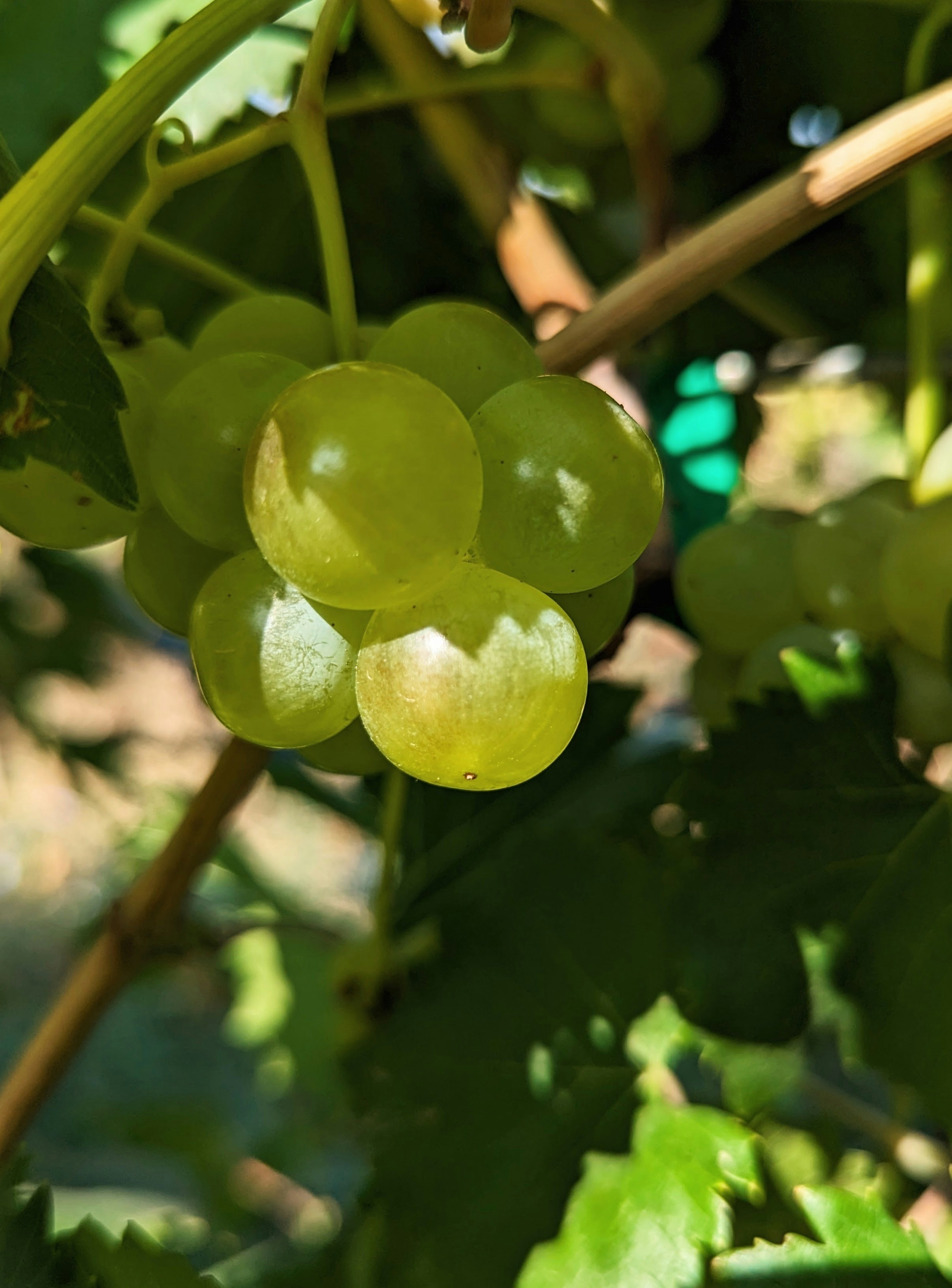 a bunch of green grapes hanging from a vine