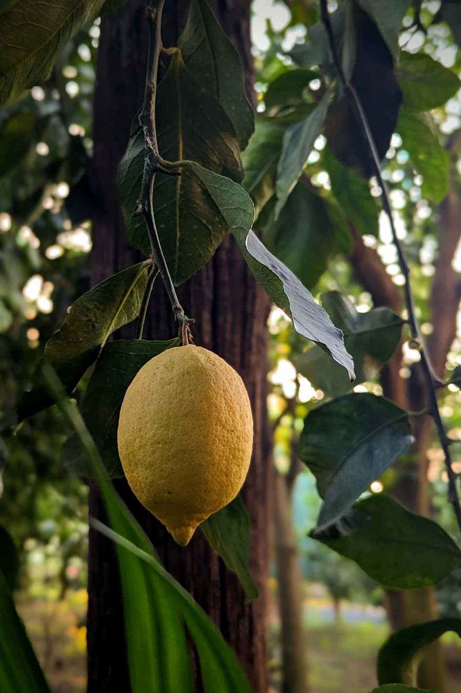 Lemon hanging in an orchard