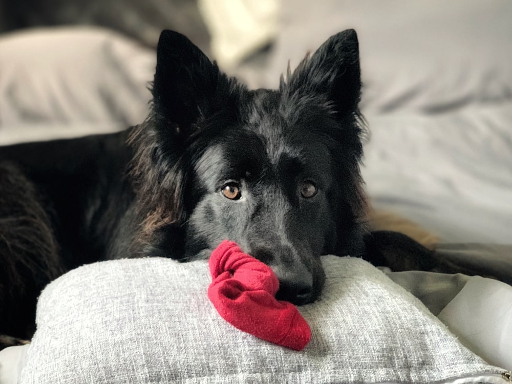 a black dog laying on top of a pillow on a bed