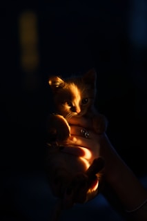 A close-up of a kitten being gently held.