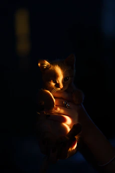 Close-up of a tiny kitten eagerly nursing from a bottle held by caring hands.