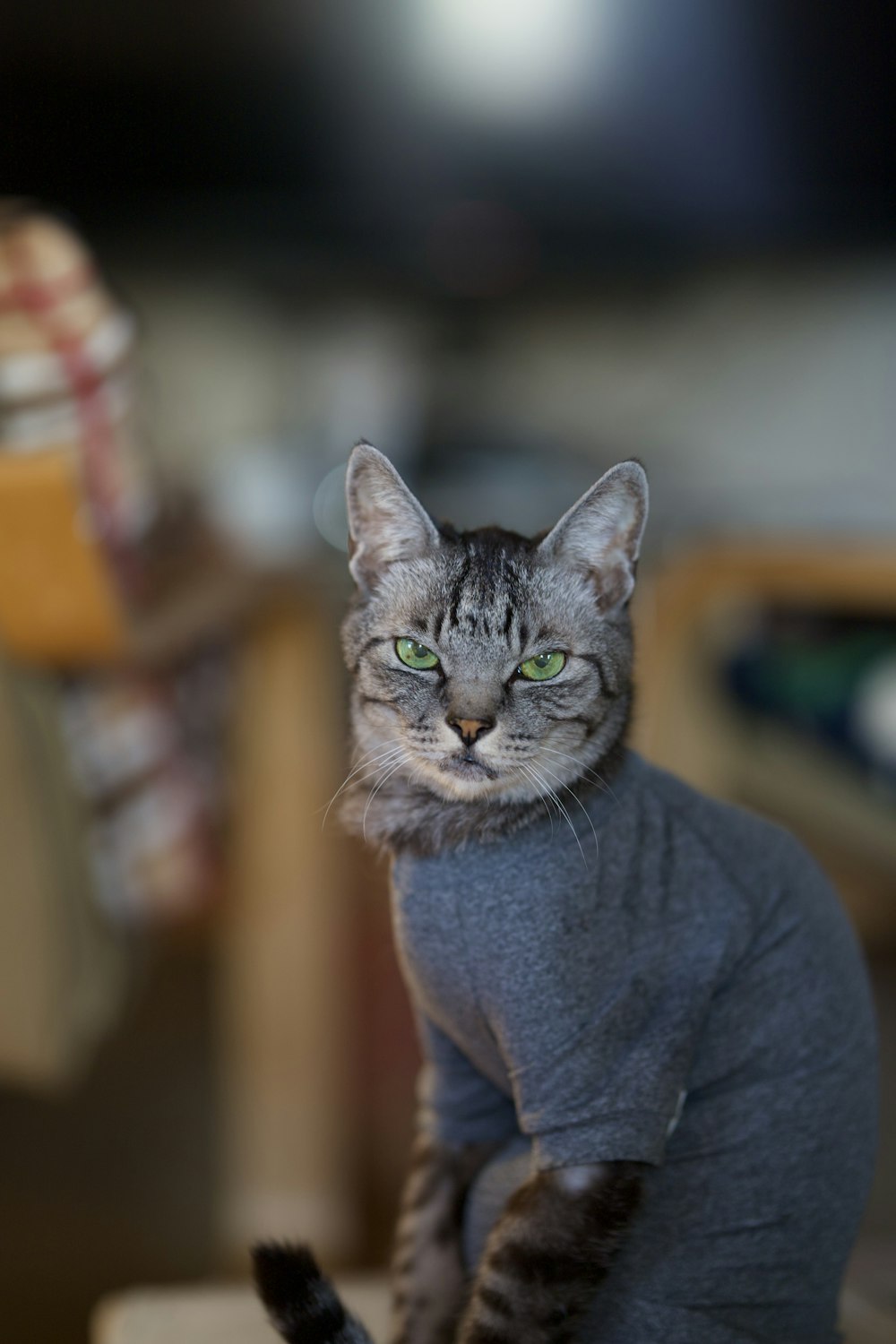 Un gato sentado encima de una mesa de madera