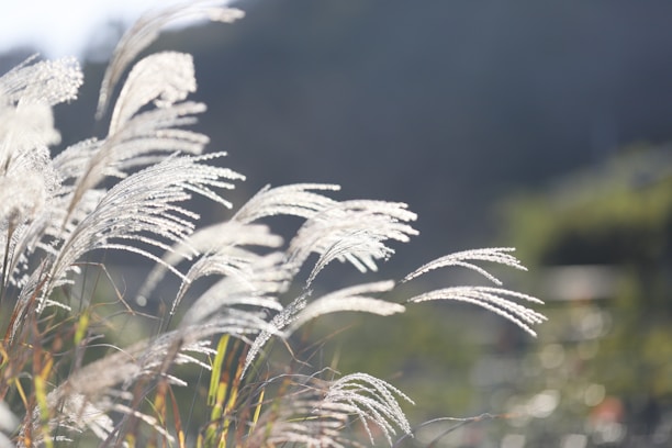 A close-up of fluffy, cream-colored pampas grass gently swaying in soft natural light.