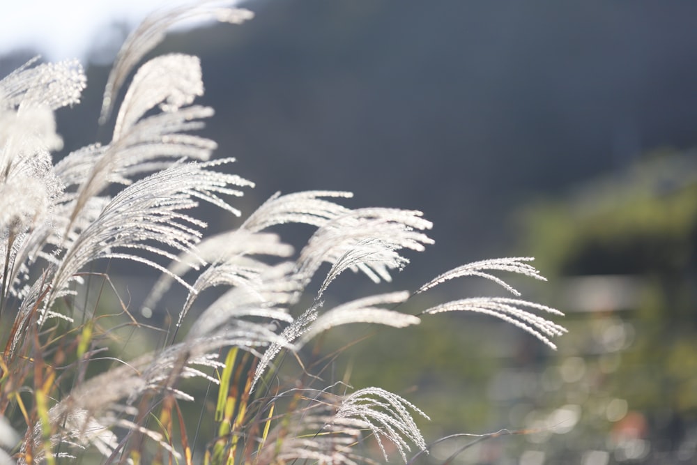 a close up of a plant with lots of white flowers