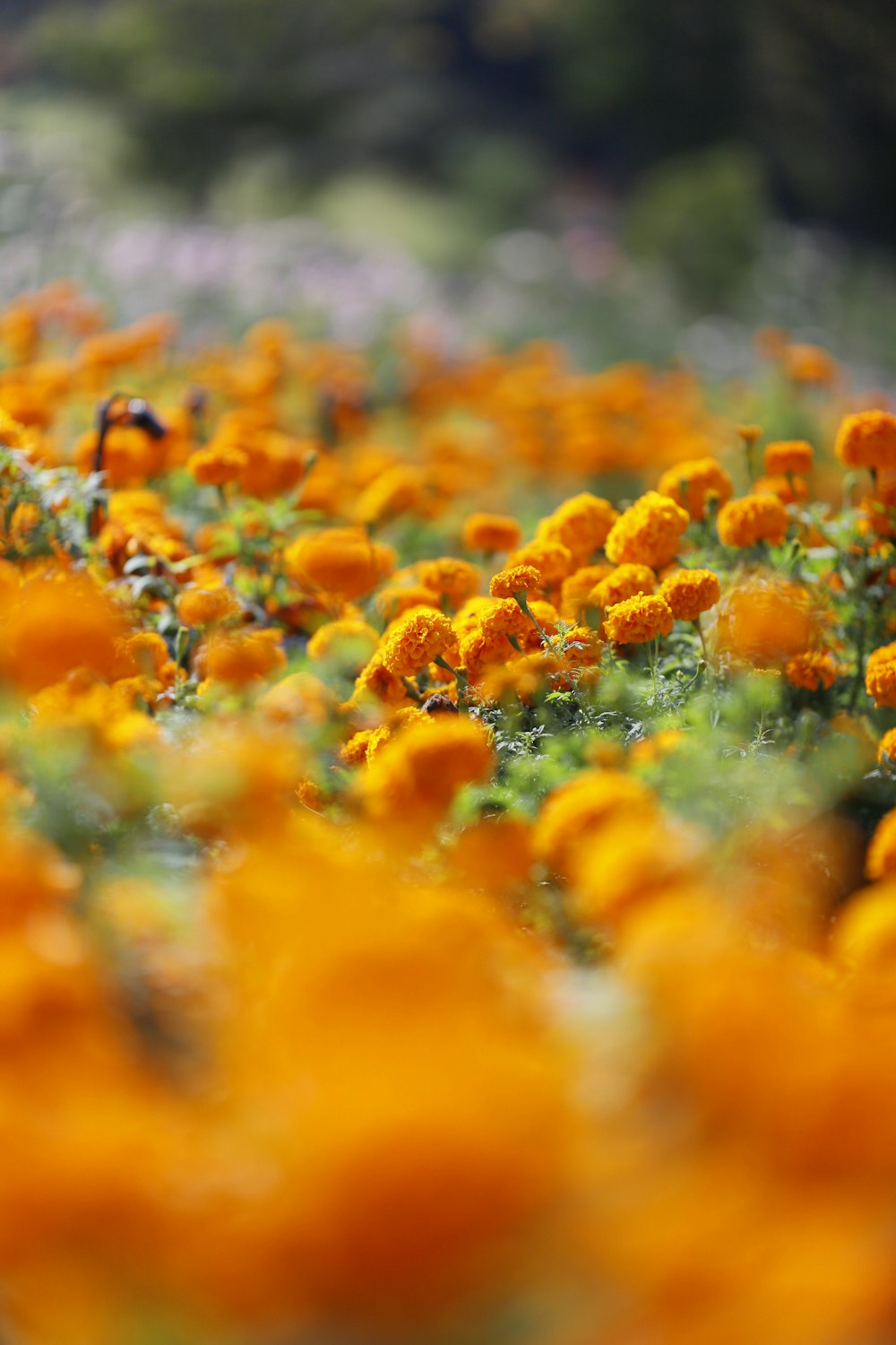 a field of orange flowers with a blurry background