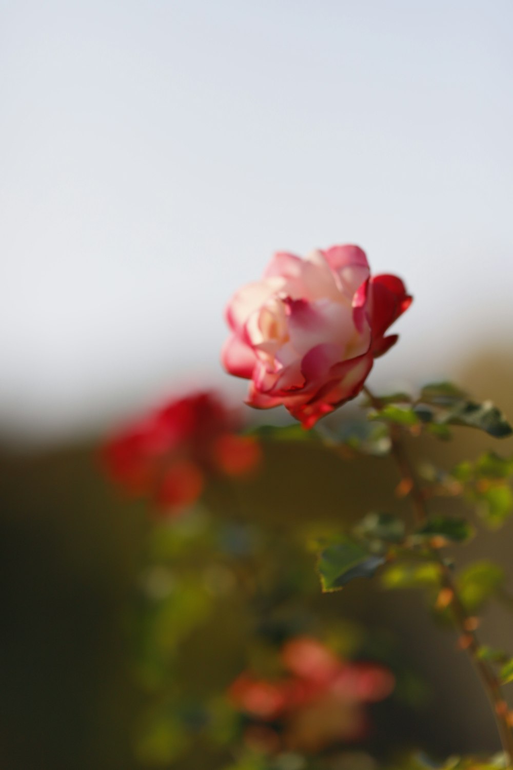 a single pink rose sitting on top of a green plant