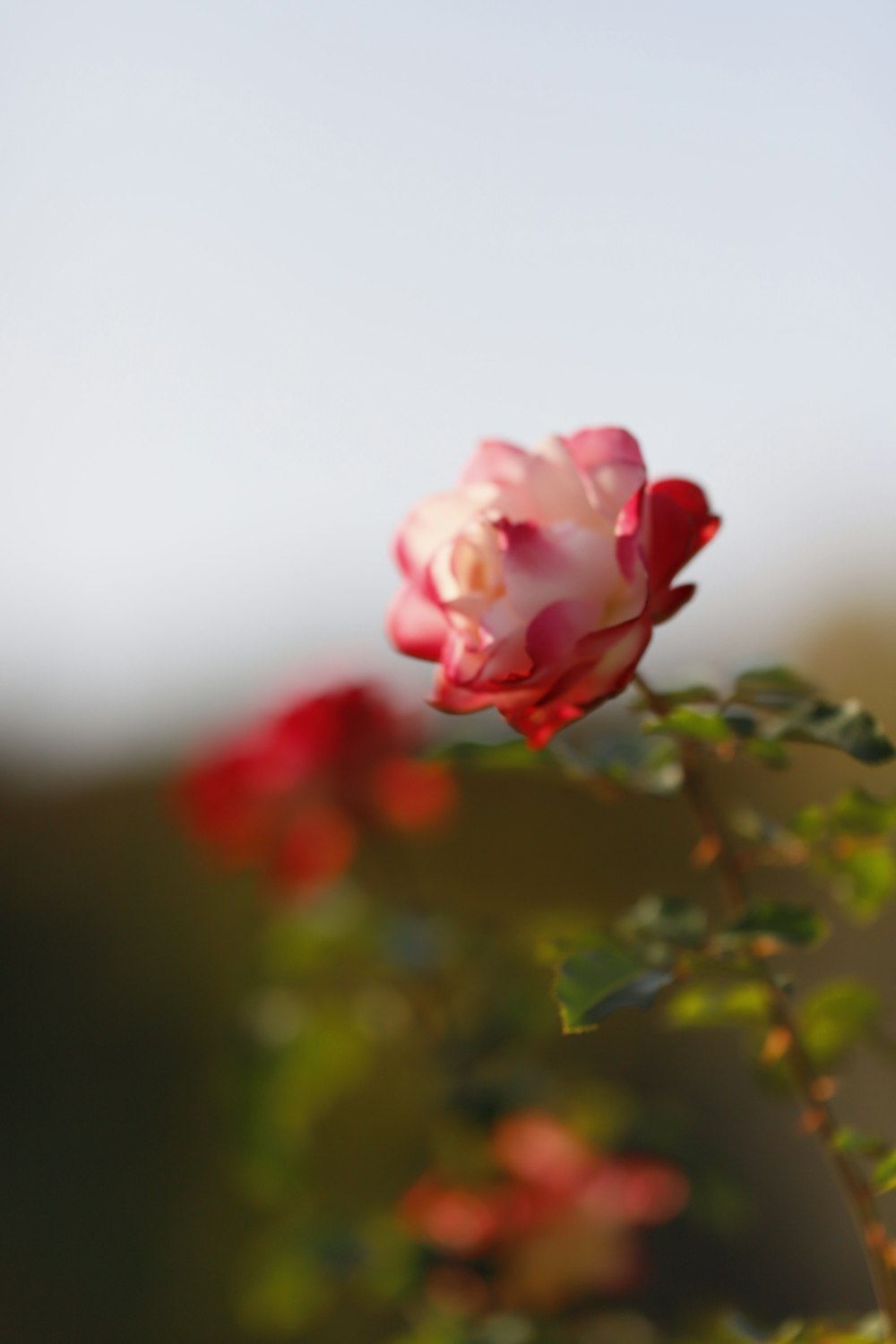 una sola rosa rosada sentada encima de una planta verde