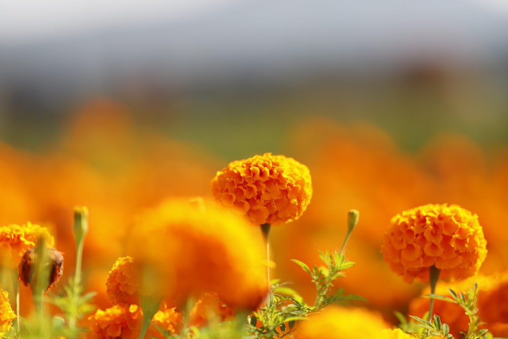 a field of yellow flowers with a blurry background