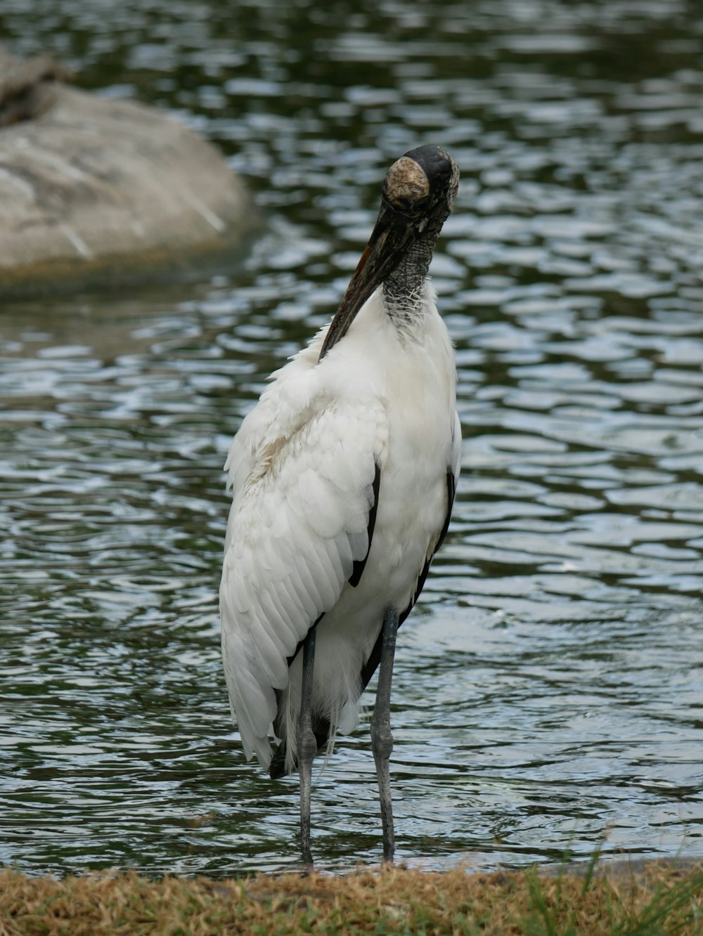 a large white bird standing on top of a body of water