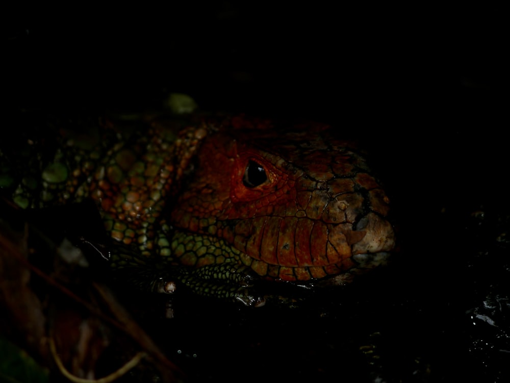 a close up of a frog in the dark