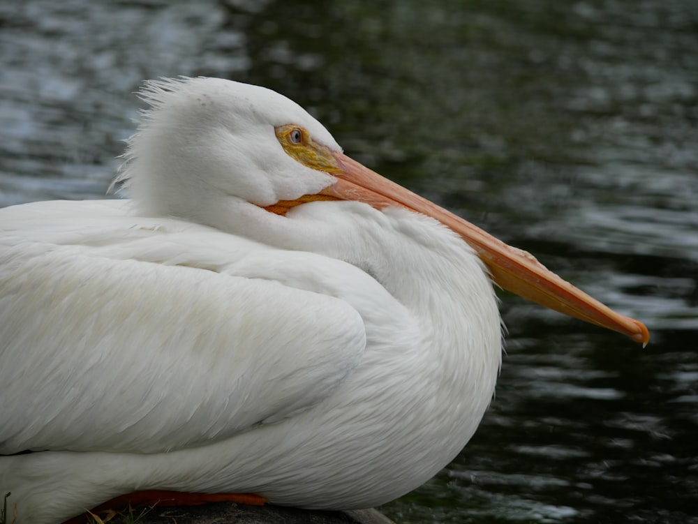 a white pelican sitting on a rock in the water