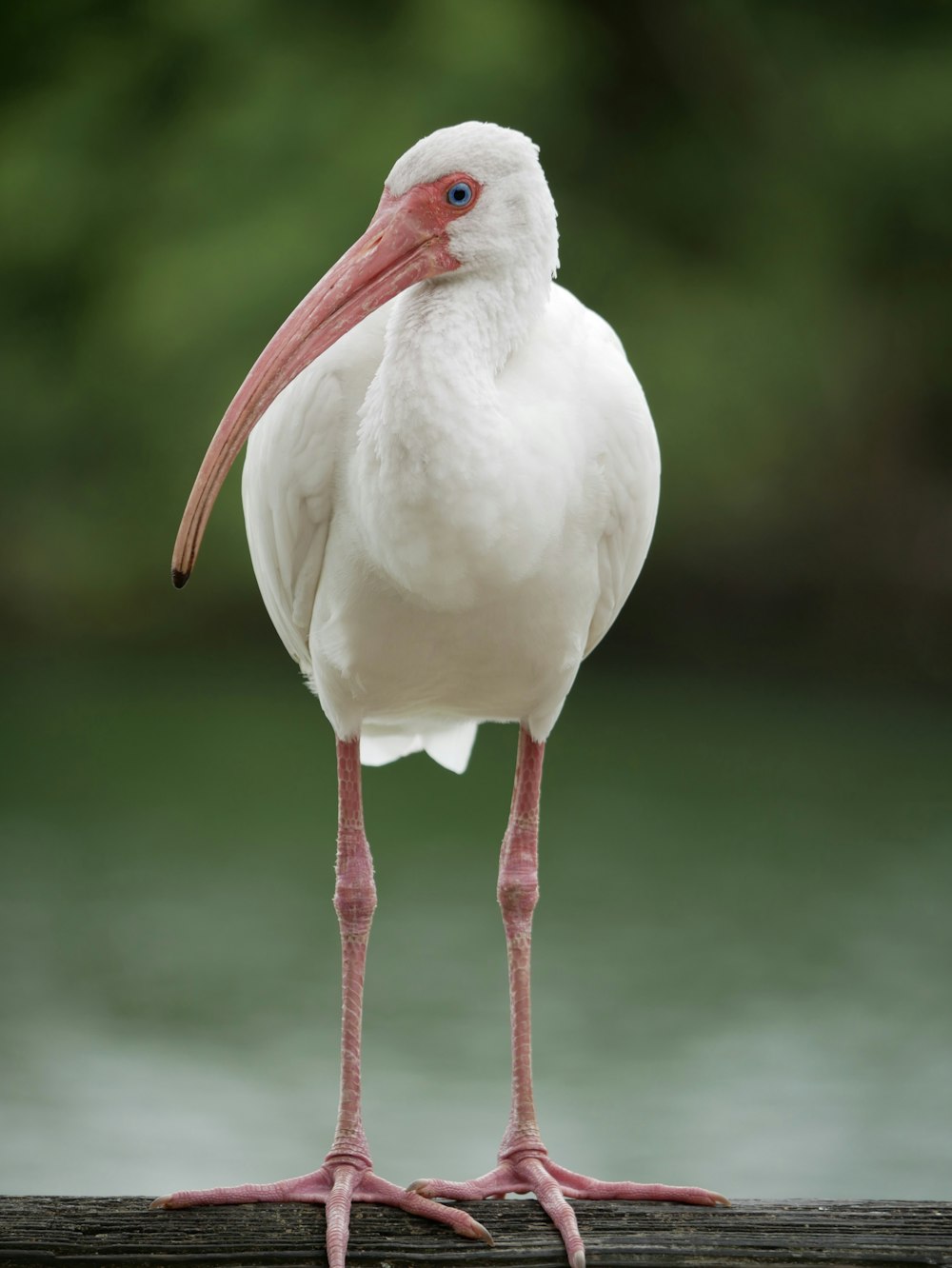 a white bird with a long beak standing on a log