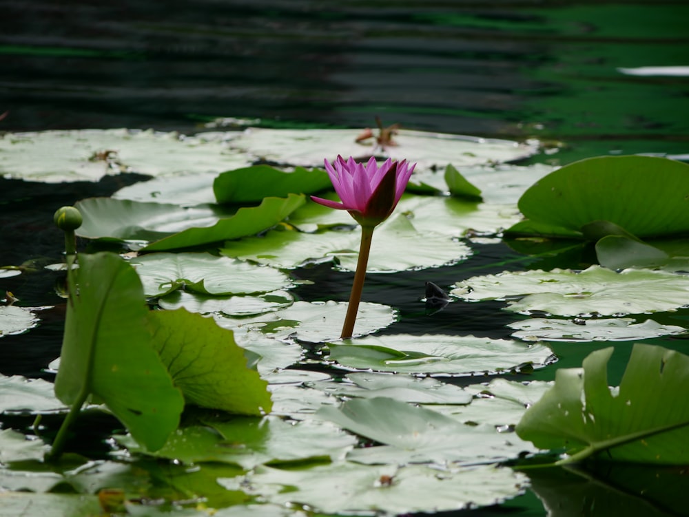 a pink flower is in the middle of lily pads