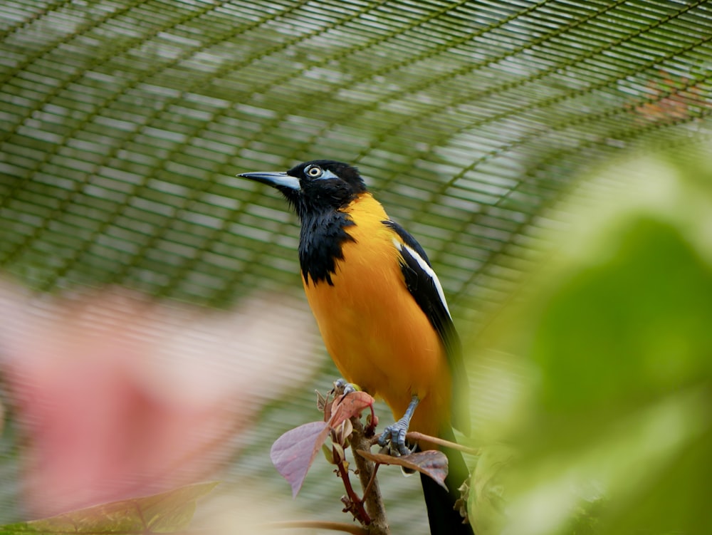 a bird sitting on a branch in a tree