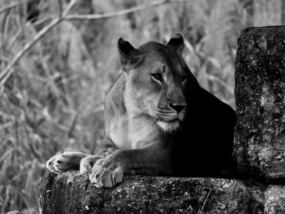 a black and white photo of a lion resting on a rock