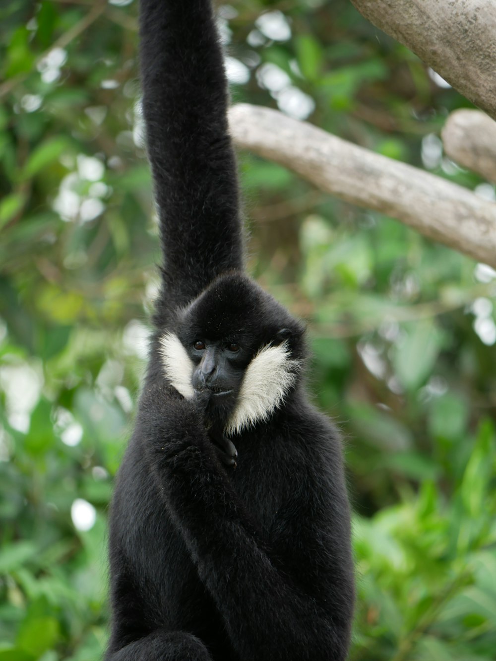 a black and white monkey hanging from a tree branch
