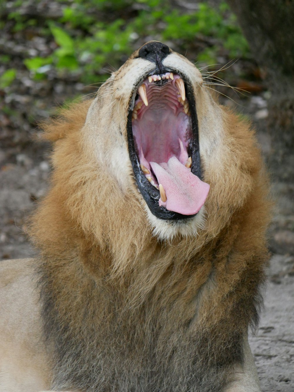 a close up of a lion with its mouth open