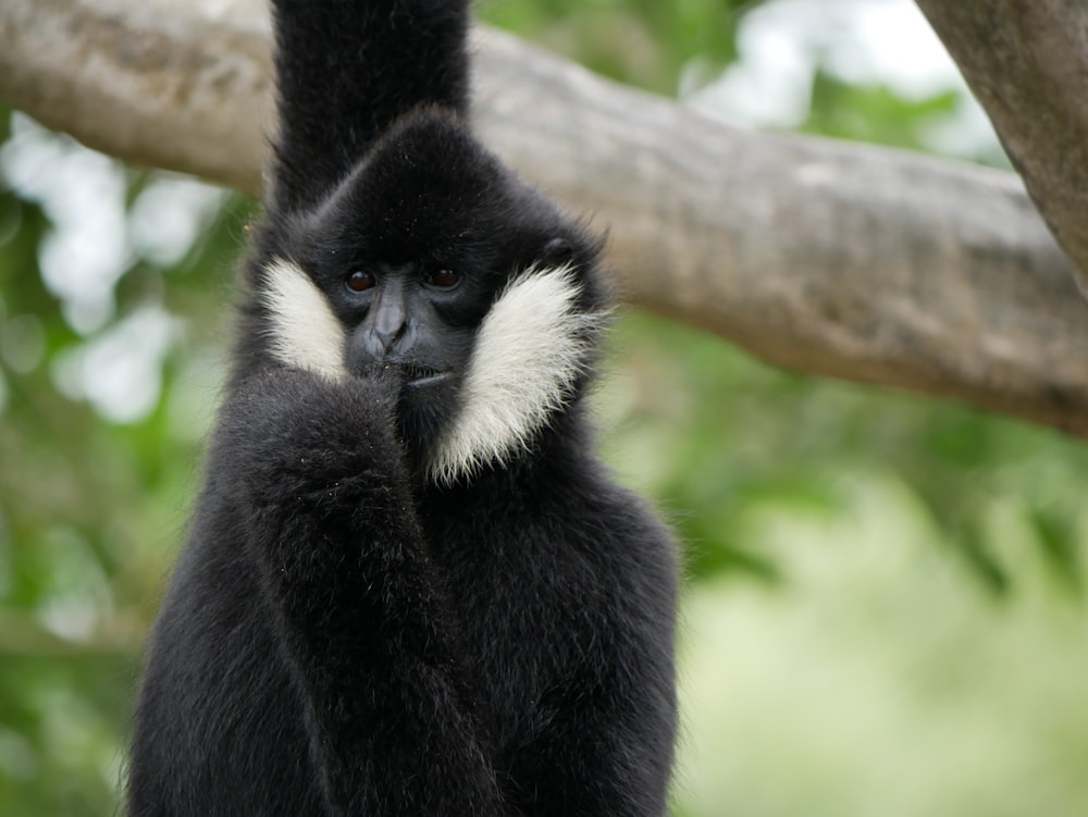 a black and white monkey sitting on a tree branch