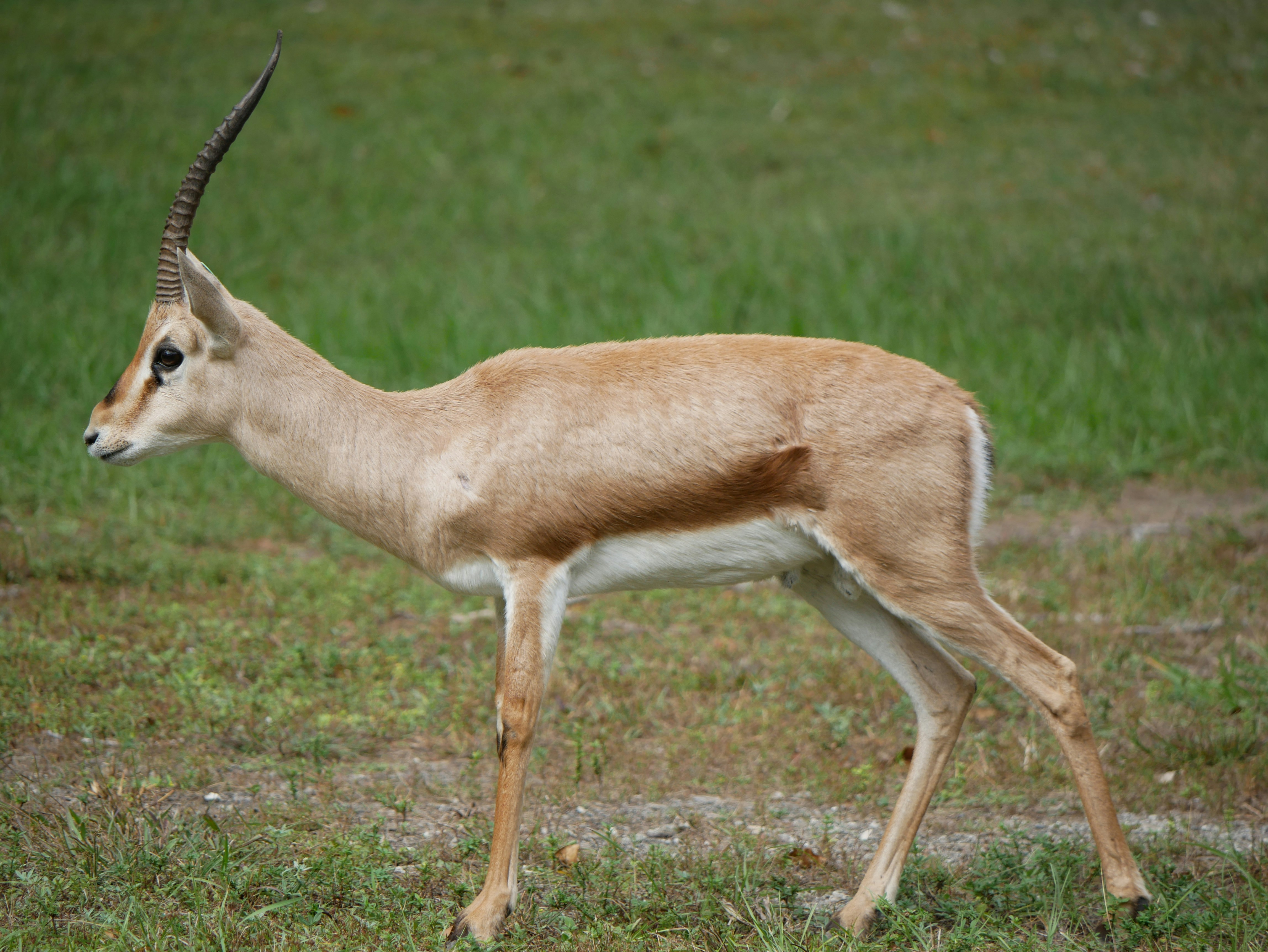 an antelope standing in a grassy field