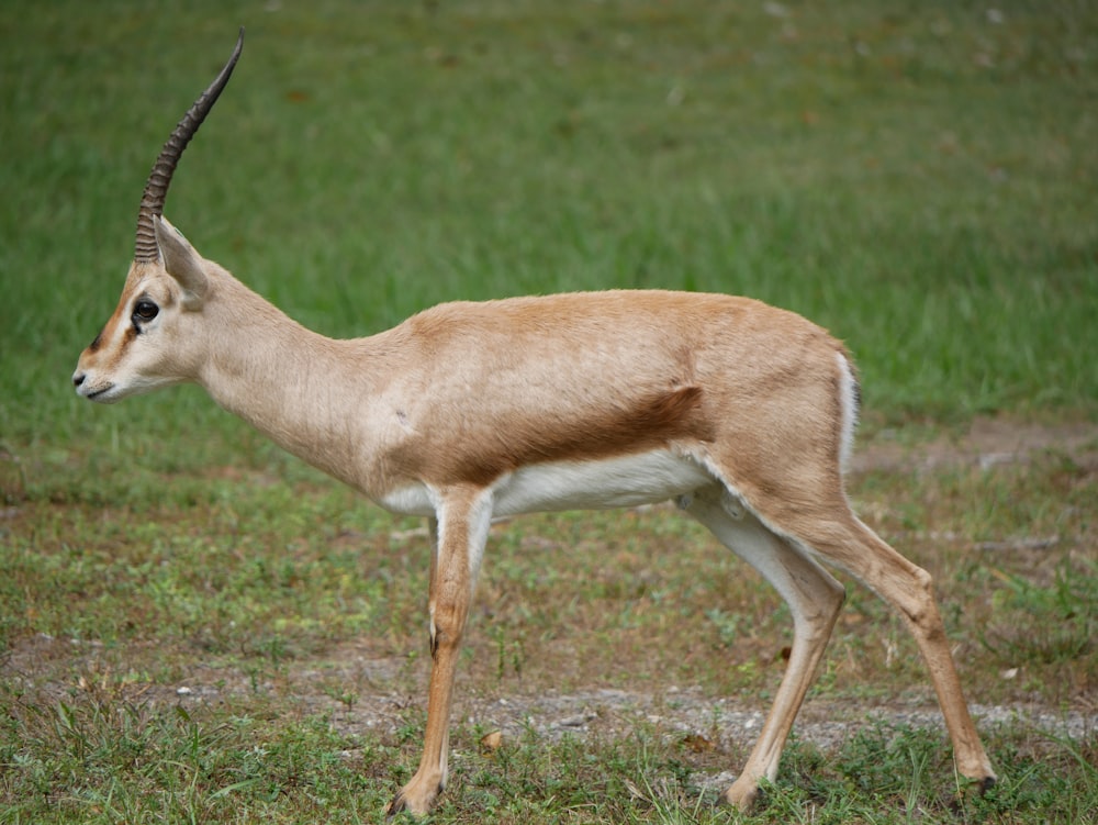 an antelope standing in a grassy field