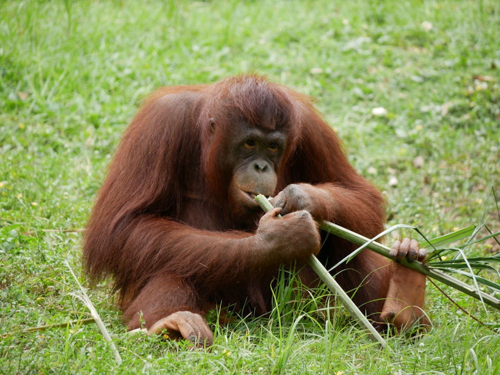 an orangutan sitting in the grass eating bamboo