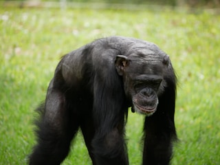 A focused predator quietly observing a group of noisy chimps in a dense jungle.