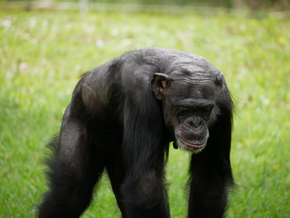 a chimpan standing on top of a lush green field