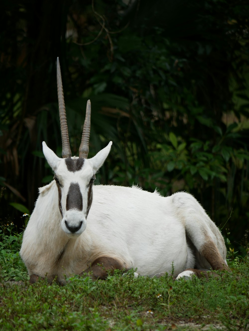 a goat with long horns laying in the grass
