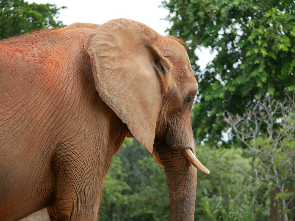 an elephant standing in front of some trees