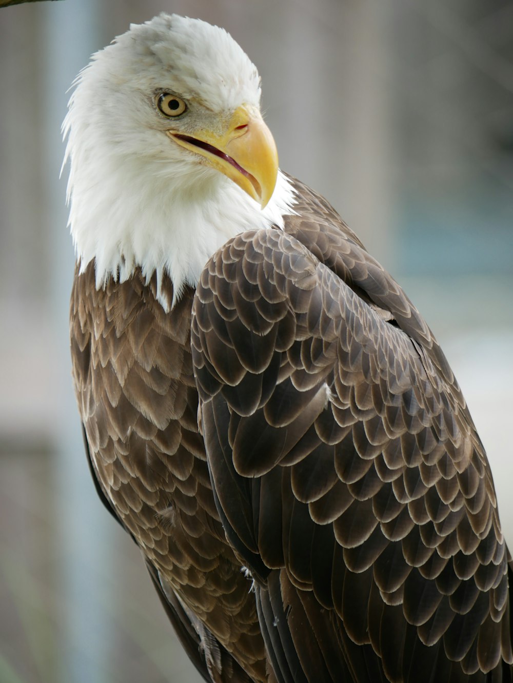 a close up of a bald eagle perched on a branch