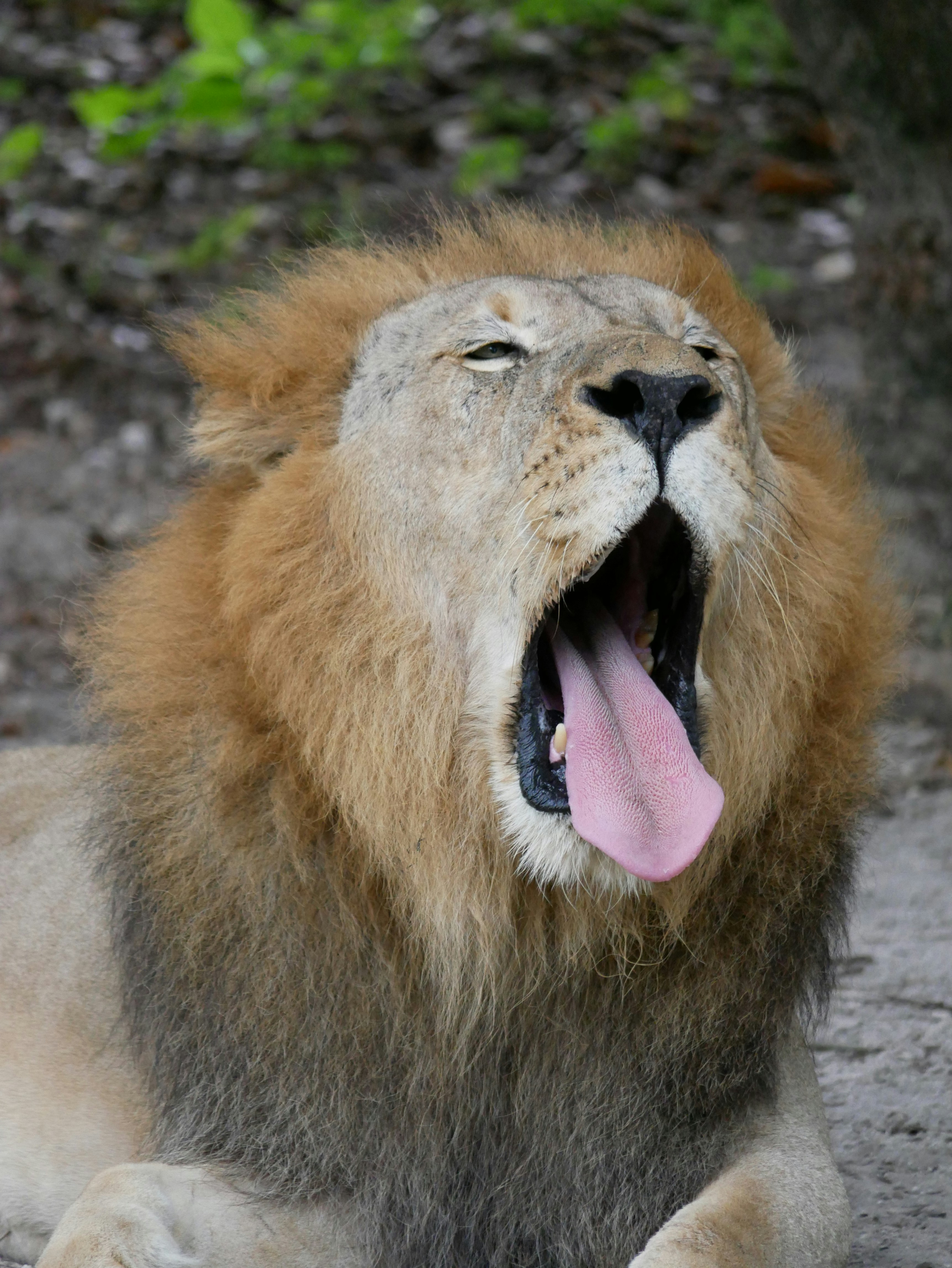 American Lions: The Kings of the Ice Age (image credits: unsplash)