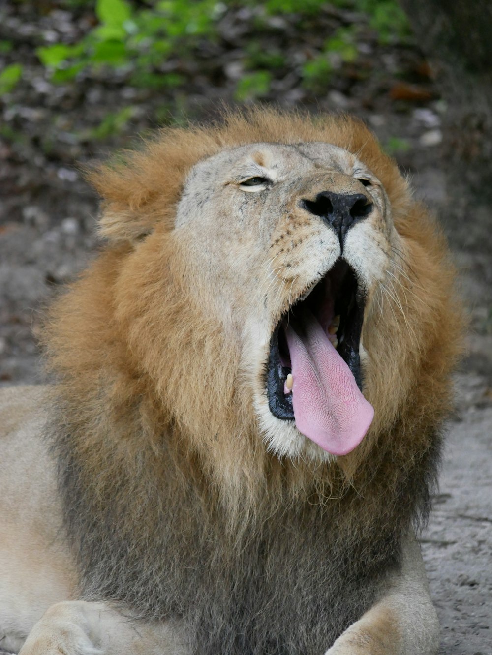 a close up of a lion with its mouth open