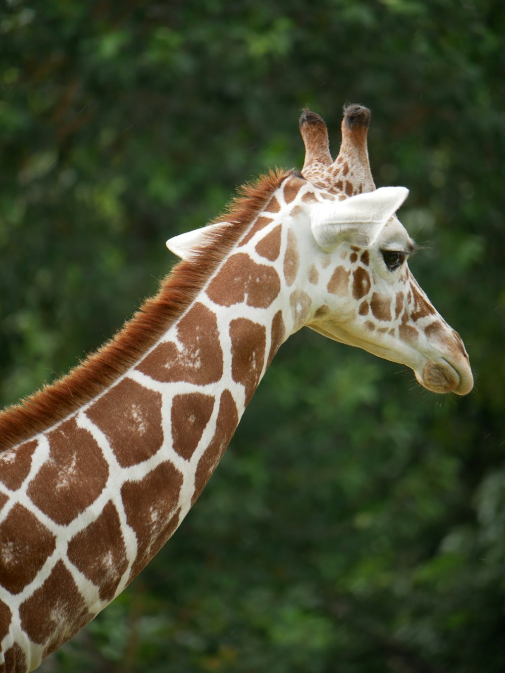 a giraffe standing next to a forest filled with trees