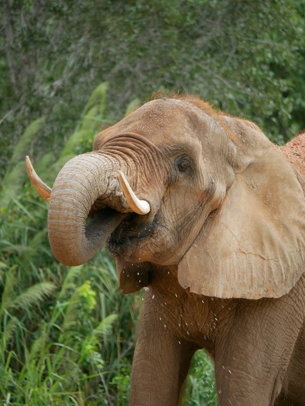 an elephant standing in front of a lush green forest