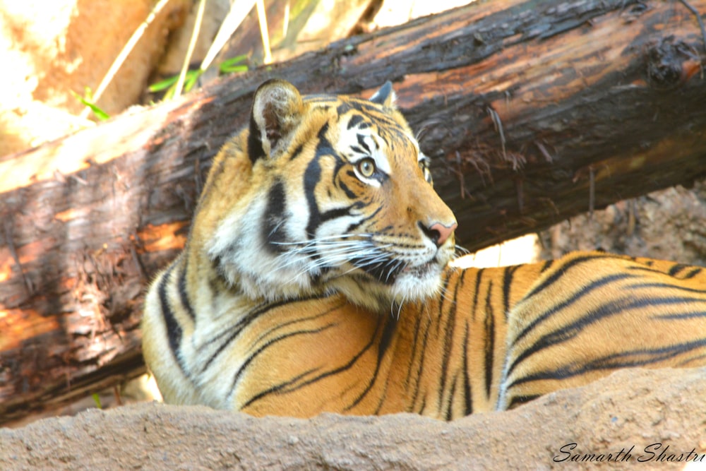 a tiger laying on top of a large rock