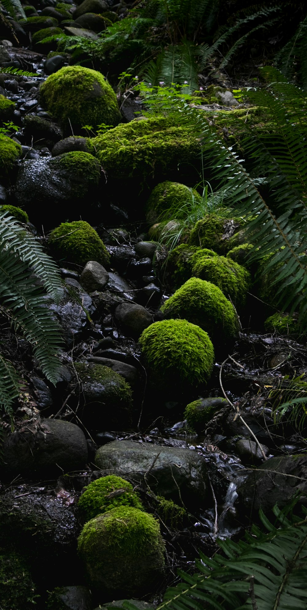 a stream running through a lush green forest