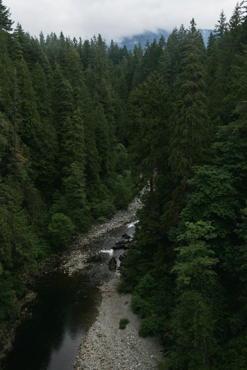 a river running through a lush green forest