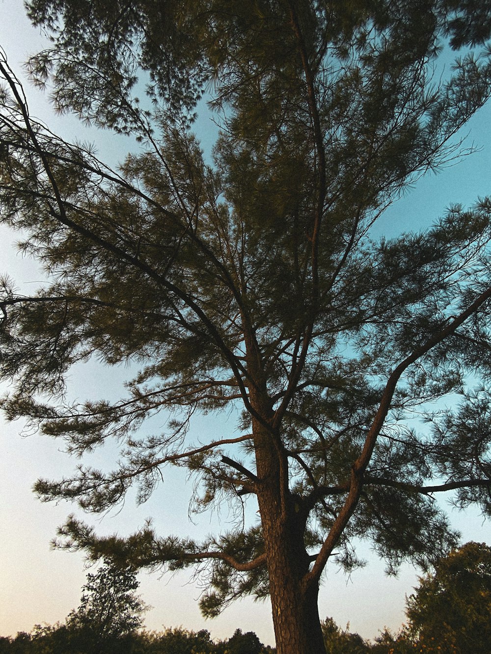 un árbol grande sin hojas