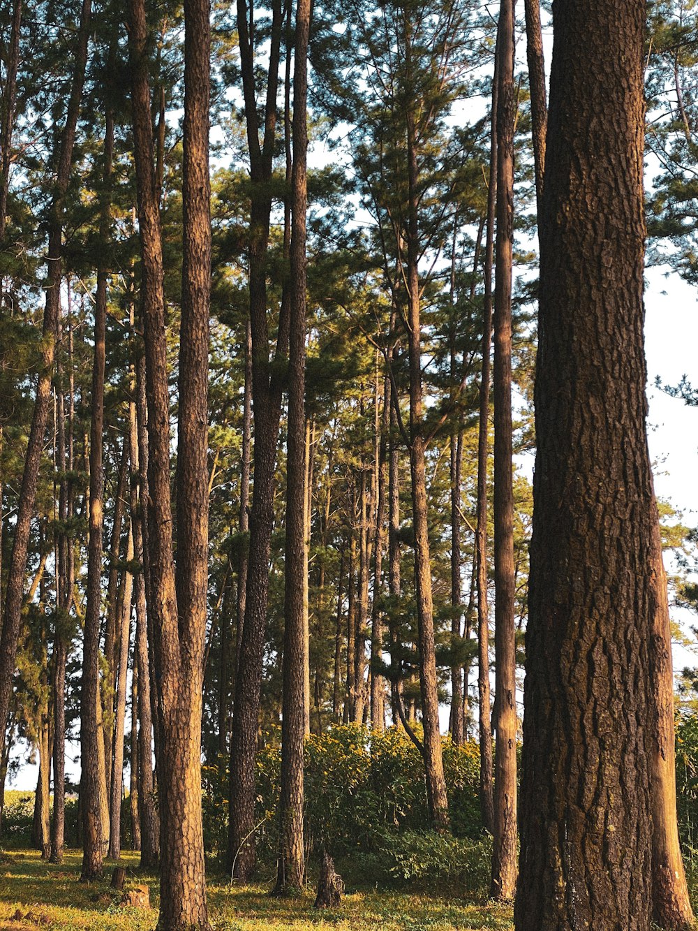 a bench in the middle of a forest