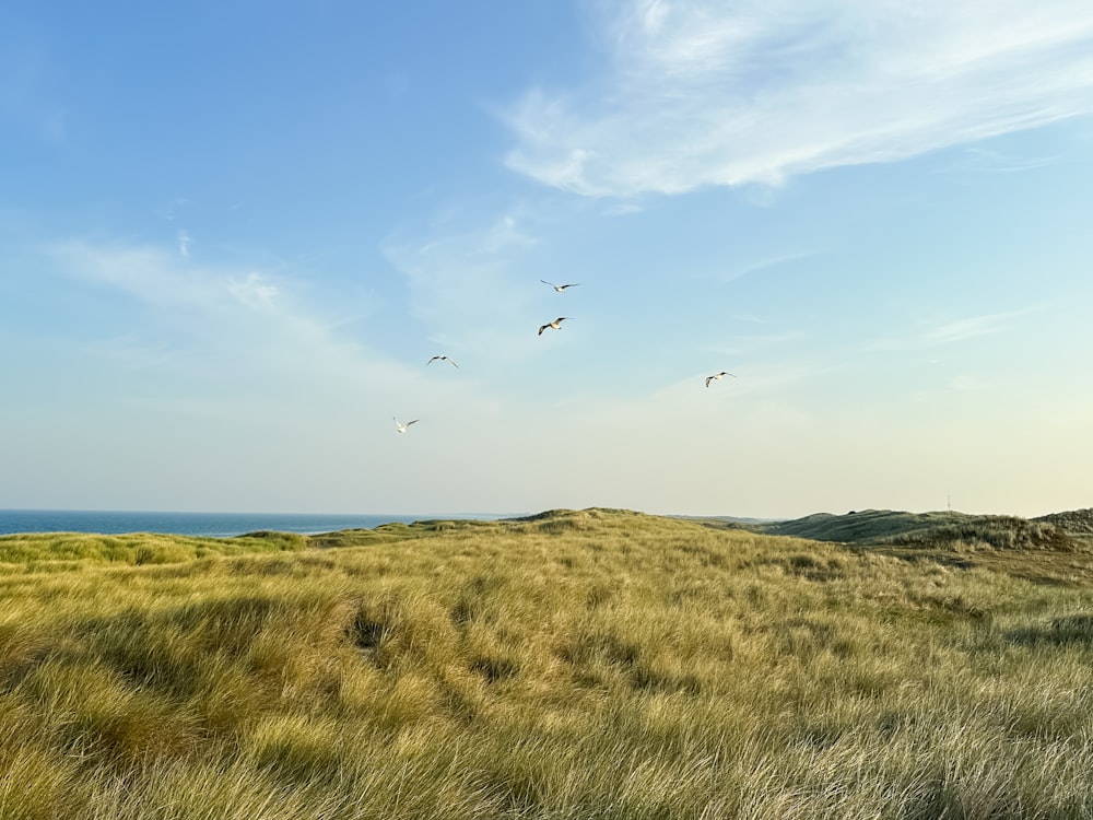 a grassy field with birds flying in the sky