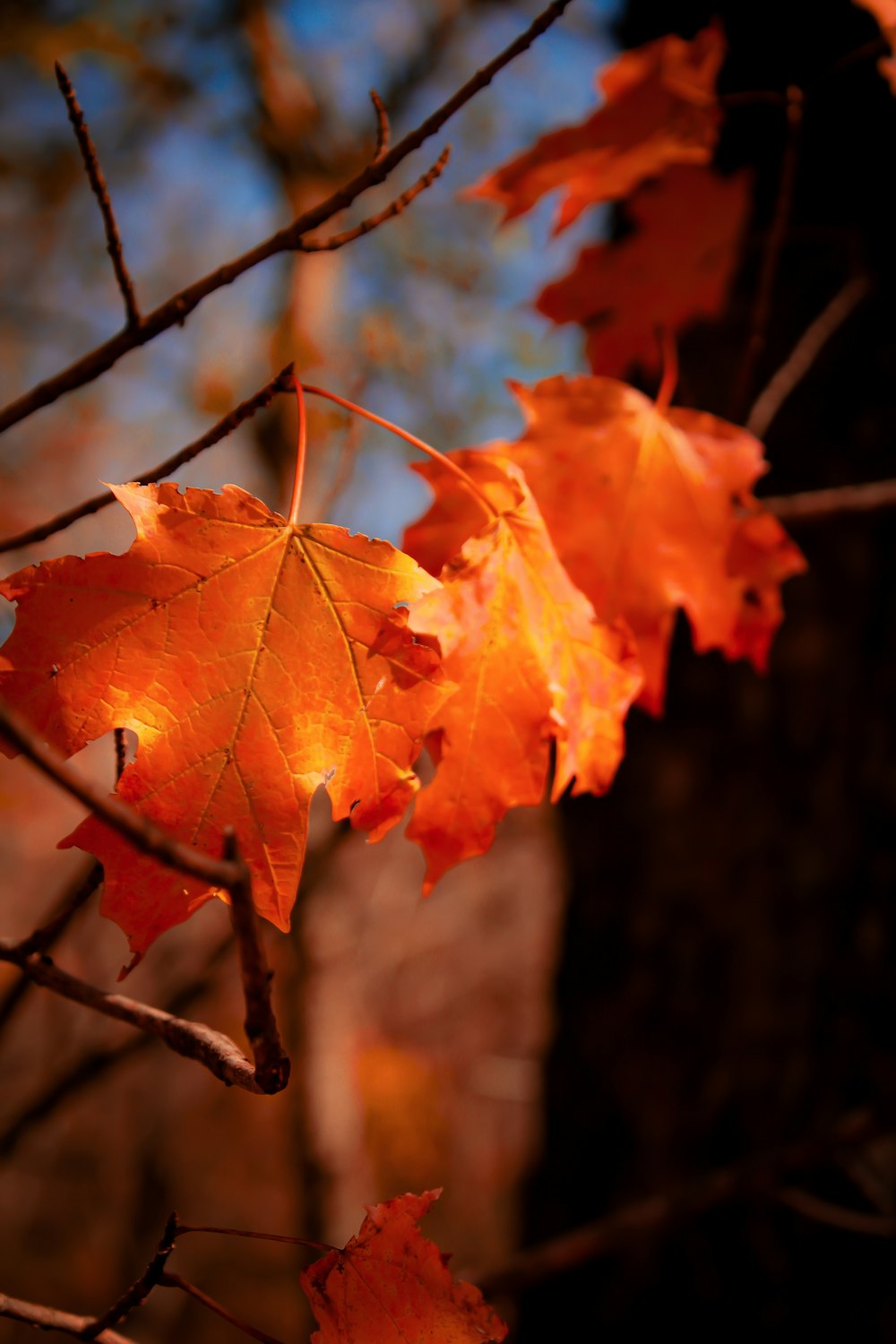 a close up of a leaf on a tree