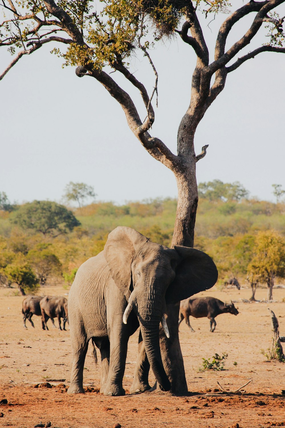 a large elephant standing next to a tree