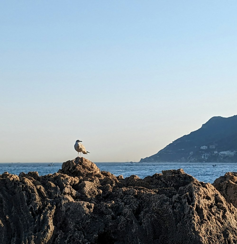 a seagull sitting on top of some rocks near the ocean