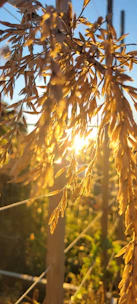 Golden grains gently flowing in sunlight on a wooden surface