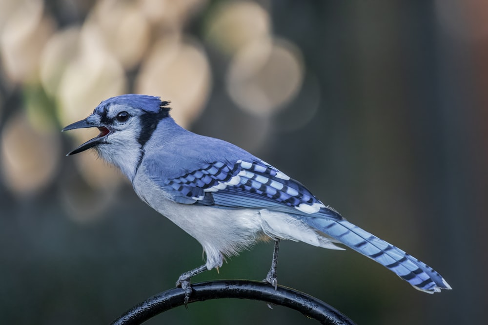 a small blue bird with a long beak