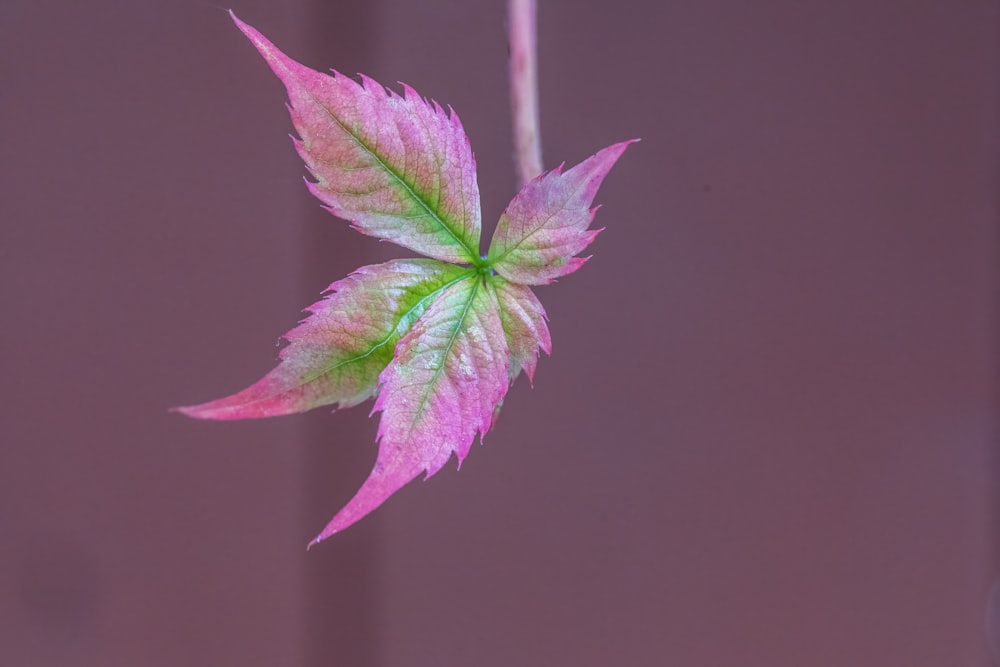 茎にピンクと緑の葉